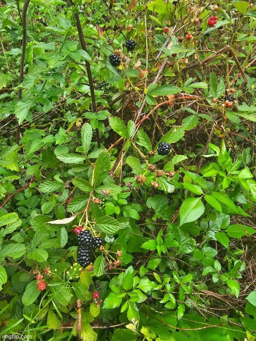 Some blackberries growing outside my house | made w/ Imgflip meme maker