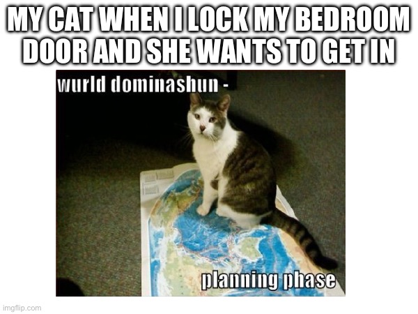 May cat is about to take over my house then the world | MY CAT WHEN I LOCK MY BEDROOM DOOR AND SHE WANTS TO GET IN | image tagged in cats,world domination,evil cat | made w/ Imgflip meme maker