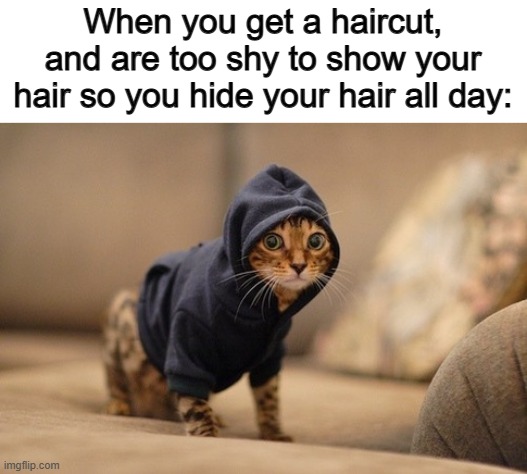 Haircuts are the WORST ;~; | When you get a haircut, and are too shy to show your hair so you hide your hair all day: | image tagged in memes,hoody cat | made w/ Imgflip meme maker