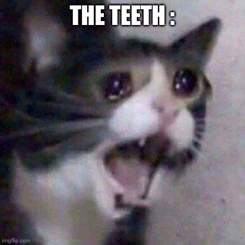 Cat Screaming | THE TEETH : | image tagged in cat screaming | made w/ Imgflip meme maker