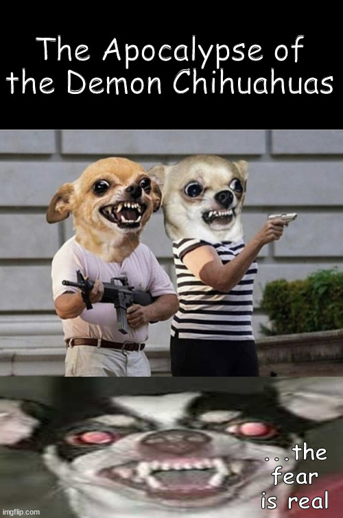 but they're so cute - until now! | The Apocalypse of the Demon Chihuahuas; ...the fear is real | image tagged in memes,middle school | made w/ Imgflip meme maker