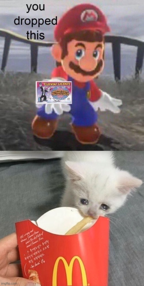 image tagged in mario you dropped this,sad kitten eats fries | made w/ Imgflip meme maker