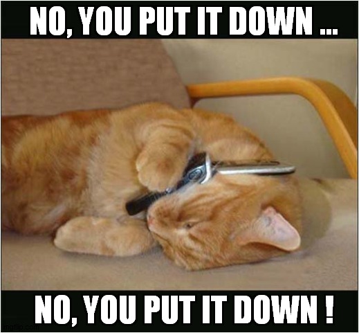 Cat On The Phone ... | NO, YOU PUT IT DOWN ... NO, YOU PUT IT DOWN ! | image tagged in cats,phone | made w/ Imgflip meme maker
