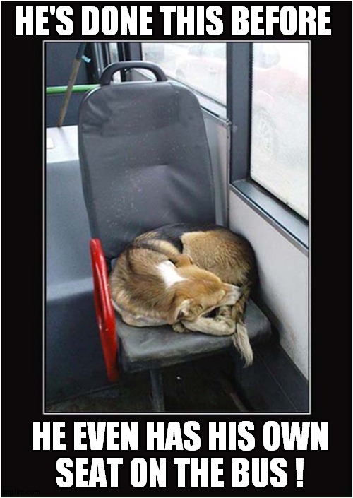 A Commuter Dog ! | HE'S DONE THIS BEFORE; HE EVEN HAS HIS OWN
SEAT ON THE BUS ! | image tagged in dogs,bus,seat,commuter | made w/ Imgflip meme maker