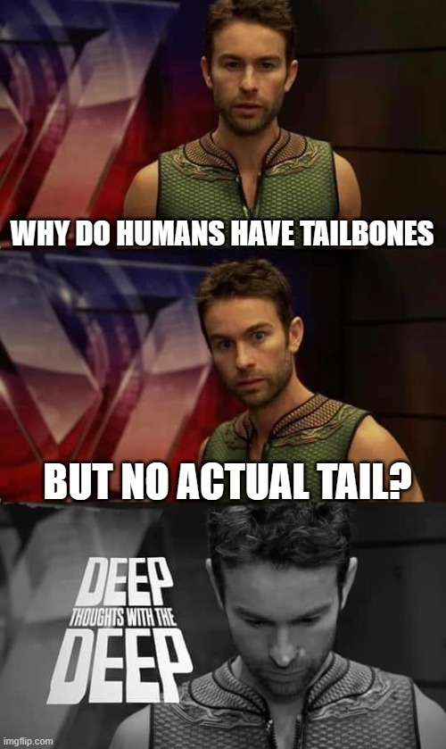 Yeah, this is big brain time! | WHY DO HUMANS HAVE TAILBONES; BUT NO ACTUAL TAIL? | image tagged in deep thoughts with the deep,good question,true dat | made w/ Imgflip meme maker