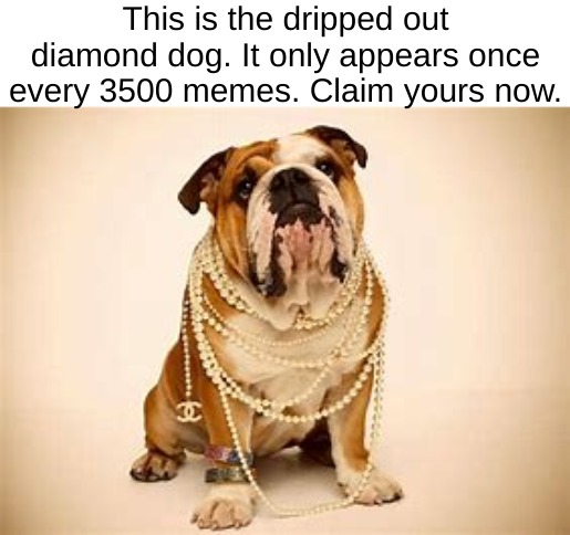 Claim yours before its too late! | This is the dripped out diamond dog. It only appears once every 3500 memes. Claim yours now. | image tagged in dripped,out,diamond,dog | made w/ Imgflip meme maker