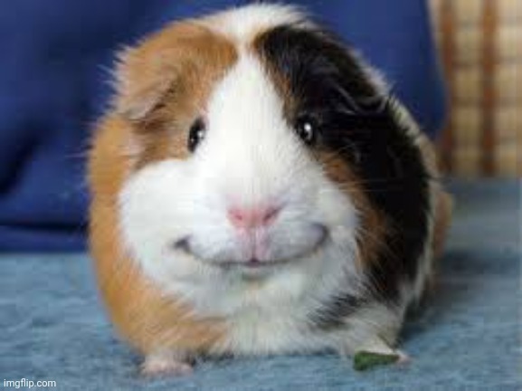 happy guinea pig | image tagged in happy guinea pig | made w/ Imgflip meme maker