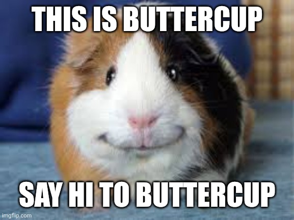 Salutations | THIS IS BUTTERCUP; SAY HI TO BUTTERCUP | image tagged in happy guinea pig | made w/ Imgflip meme maker
