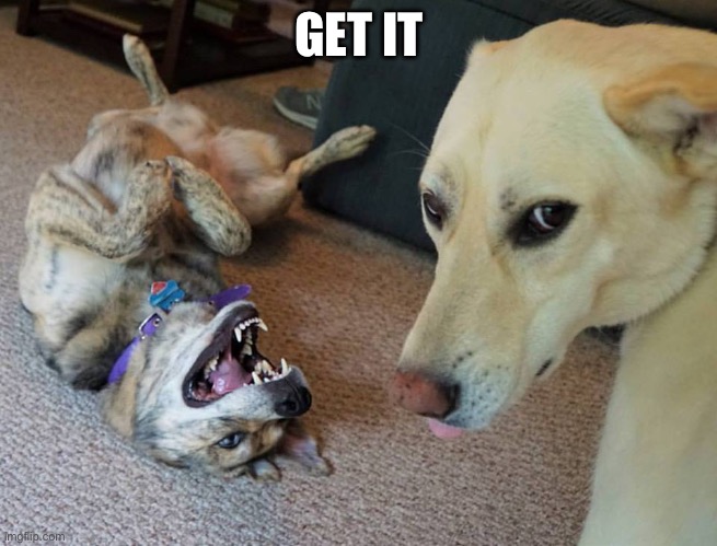 Bad Joke Dog | GET IT | image tagged in bad joke dog | made w/ Imgflip meme maker