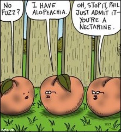 No fuzz | image tagged in no fuzz,have alopeachia,admit it,you are a nectarine,comics | made w/ Imgflip meme maker