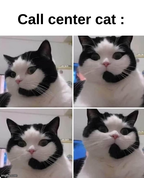 Call center cat : | image tagged in cats | made w/ Imgflip meme maker