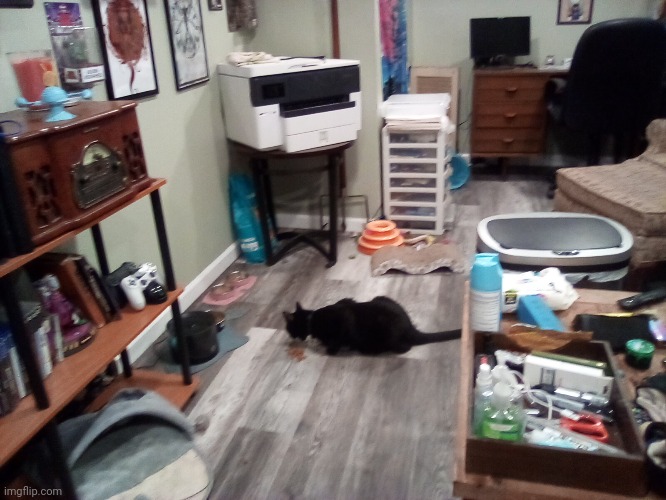 My cat Sirius in the basement(a pretty old photo) | made w/ Imgflip meme maker
