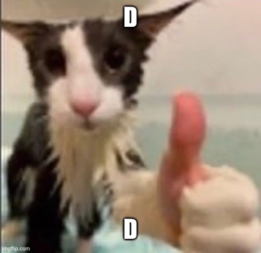 Cat thumbs up | D D | image tagged in cat thumbs up | made w/ Imgflip meme maker
