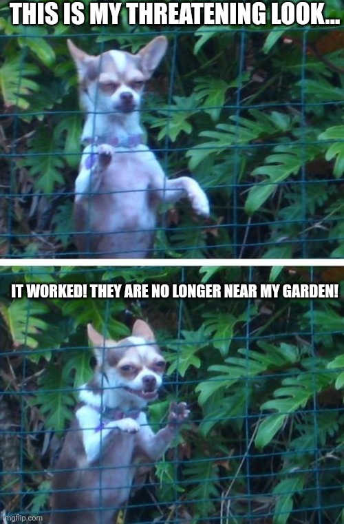 Inspecting chihuahua | THIS IS MY THREATENING LOOK... IT WORKED! THEY ARE NO LONGER NEAR MY GARDEN! | image tagged in inspecting chihuahua | made w/ Imgflip meme maker