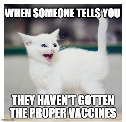 Funny | WHEN SOMEONE TELLS YOU; THEY HAVEN'T GOTTEN THE PROPER VACCINES | image tagged in cats,vaccines | made w/ Imgflip meme maker
