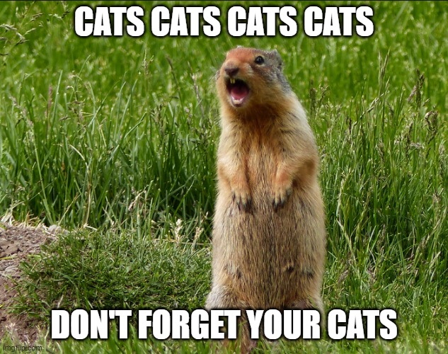 Timesheet Reminder | CATS CATS CATS CATS; DON'T FORGET YOUR CATS | image tagged in cats,timesheet reminder,timesheet meme | made w/ Imgflip meme maker