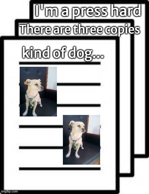 I'm just me... | I'm a press hard; There are three copies; kind of dog... | image tagged in dog,murphy,persistent | made w/ Imgflip meme maker