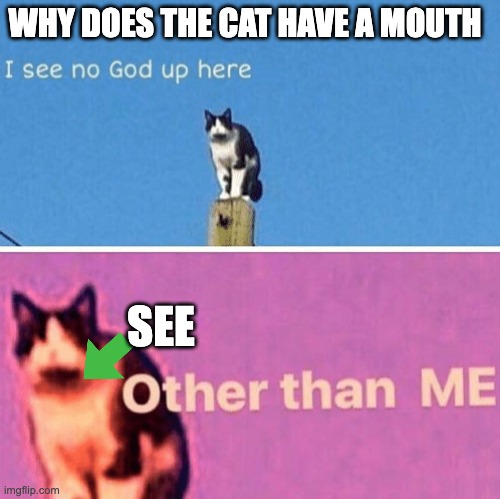 I used an upvote as an arrow | WHY DOES THE CAT HAVE A MOUTH; SEE | image tagged in hail pole cat | made w/ Imgflip meme maker