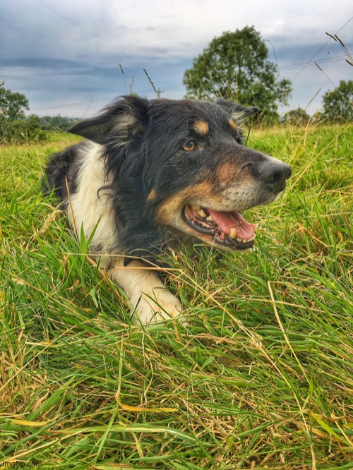 Eli a working dog | image tagged in sheepdog,working dog he is,holding a flock | made w/ Imgflip meme maker