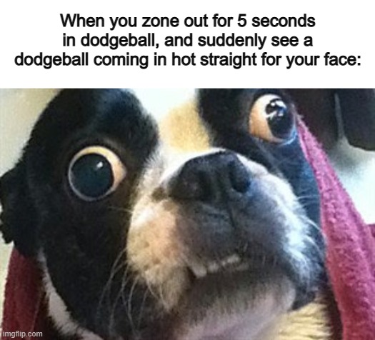 O_O | When you zone out for 5 seconds in dodgeball, and suddenly see a dodgeball coming in hot straight for your face: | image tagged in eyes wide open terrier | made w/ Imgflip meme maker