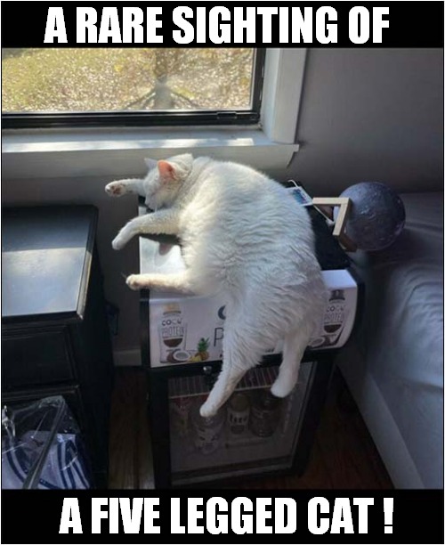 Something's Not Quite Right ! | A RARE SIGHTING OF; A FIVE LEGGED CAT ! | image tagged in cats,optical illusion | made w/ Imgflip meme maker