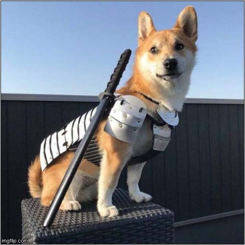 Samurai Doge ! | image tagged in dogs,samurai | made w/ Imgflip meme maker