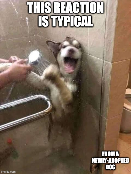 Husky Afraid of Shower | THIS REACTION IS TYPICAL; FROM A NEWLY-ADOPTED DOG | image tagged in dogs,husky,memes,shower | made w/ Imgflip meme maker