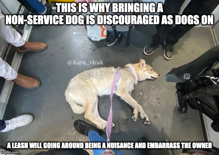 Dog on Train | THIS IS WHY BRINGING A NON-SERVICE DOG IS DISCOURAGED AS DOGS ON; A LEASH WILL GOING AROUND BEING A NUISANCE AND EMBARRASS THE OWNER | image tagged in public transport,dogs,memes | made w/ Imgflip meme maker