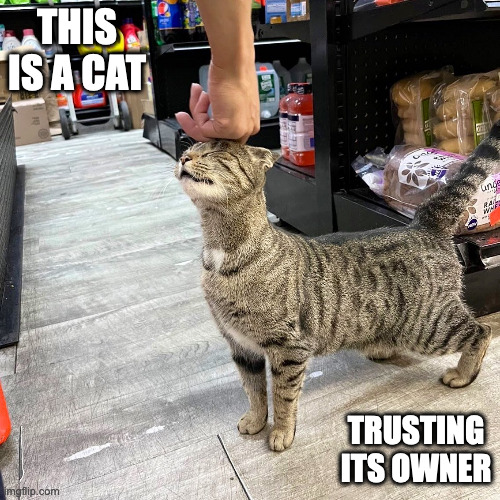 Cat With Hand on Head | THIS IS A CAT; TRUSTING ITS OWNER | image tagged in cats,memes | made w/ Imgflip meme maker