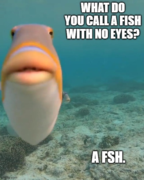Daily Bad Dad Joke May 26 2023 | WHAT DO YOU CALL A FISH WITH NO EYES? A FSH. | image tagged in staring fish | made w/ Imgflip meme maker