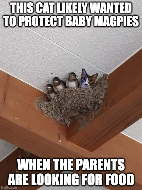 Cat in a Nest of Magpies | THIS CAT LIKELY WANTED TO PROTECT BABY MAGPIES; WHEN THE PARENTS ARE LOOKING FOR FOOD | image tagged in cats,memes,birds | made w/ Imgflip meme maker