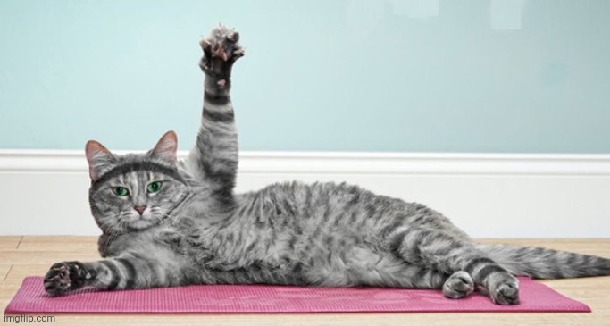Exercise cat | image tagged in exercise cat | made w/ Imgflip meme maker