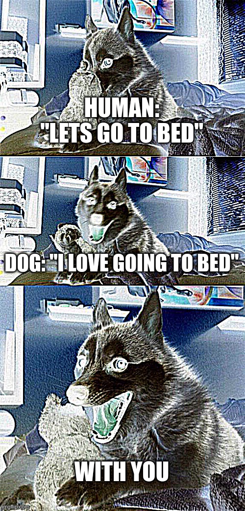 Hit the invert buttons " crtl; search ; h " | HUMAN: "LETS GO TO BED"; DOG: "I LOVE GOING TO BED"; WITH YOU | image tagged in memes,bad pun dog,weird | made w/ Imgflip meme maker
