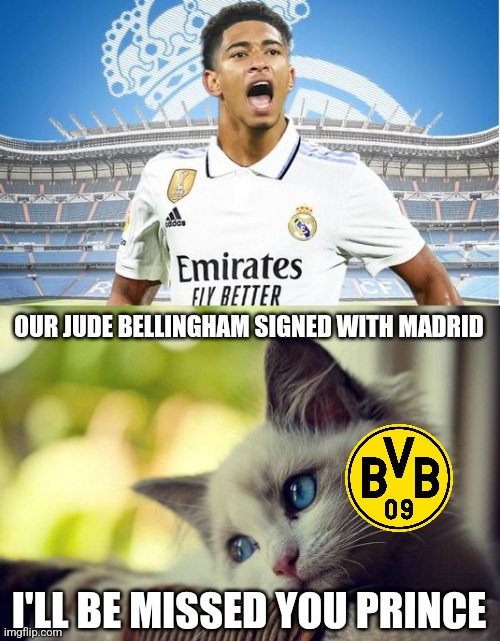 Bellingham to Madrid meme | OUR JUDE BELLINGHAM SIGNED WITH MADRID; I'LL BE MISSED YOU PRINCE | image tagged in memes,first world problems cat,bellingham,real madrid,dortmund,futbol | made w/ Imgflip meme maker
