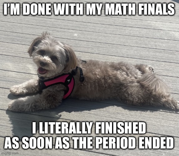 Sunbathing Pomapoo | I’M DONE WITH MY MATH FINALS; I LITERALLY FINISHED AS SOON AS THE PERIOD ENDED | image tagged in sunbathing pomapoo | made w/ Imgflip meme maker