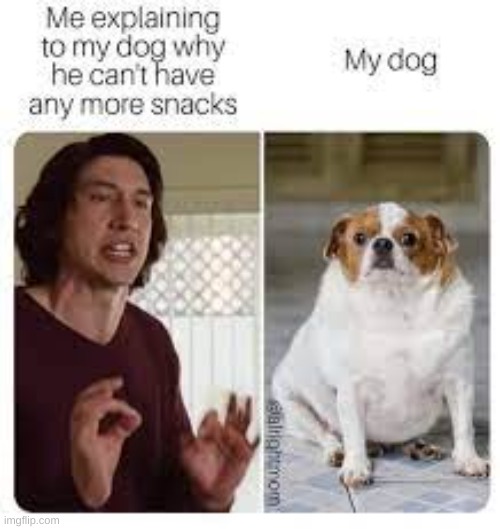 Chubby Dog | image tagged in dog,chubby,snacks,memes,funny,stay blobby | made w/ Imgflip meme maker