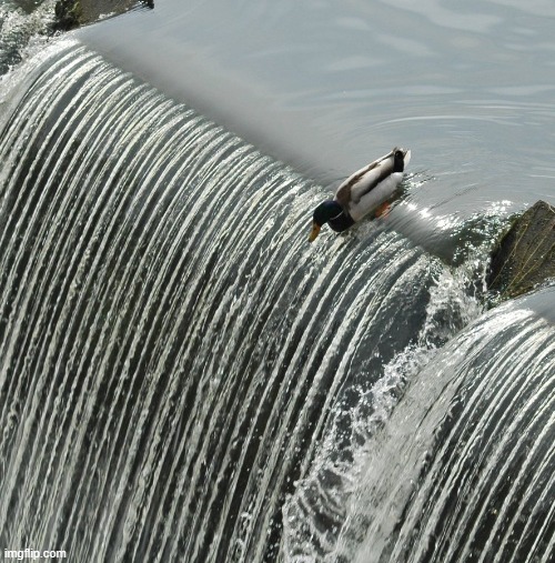 Duck over waterfall | image tagged in duck over waterfall | made w/ Imgflip meme maker