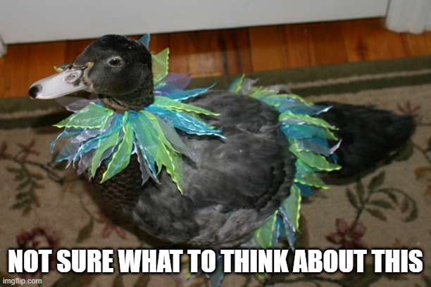 DecorDuck | NOT SURE WHAT TO THINK ABOUT THIS | image tagged in funny duck | made w/ Imgflip meme maker