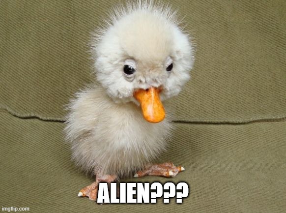 Alien Duck??? | ALIEN??? | image tagged in funny duck | made w/ Imgflip meme maker