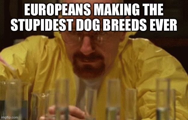 Walter White Cooking | EUROPEANS MAKING THE STUPIDEST DOG BREEDS EVER | image tagged in walter white cooking | made w/ Imgflip meme maker