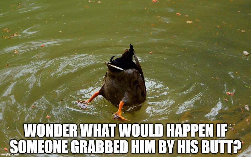 Grab the Duck Butt | WONDER WHAT WOULD HAPPEN IF SOMEONE GRABBED HIM BY HIS BUTT? | image tagged in funny duck | made w/ Imgflip meme maker