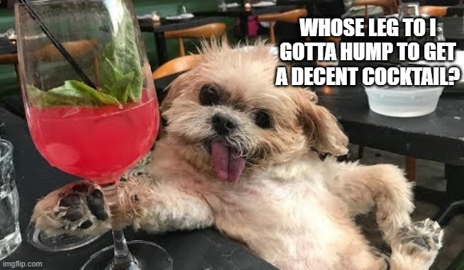 Drink Up Dog | WHOSE LEG TO I GOTTA HUMP TO GET A DECENT COCKTAIL? | image tagged in funny dog | made w/ Imgflip meme maker