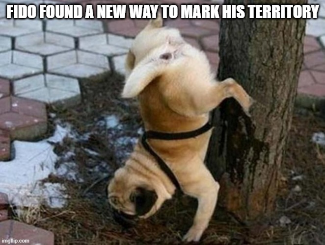 Hand Stand | FIDO FOUND A NEW WAY TO MARK HIS TERRITORY | image tagged in funny dog | made w/ Imgflip meme maker