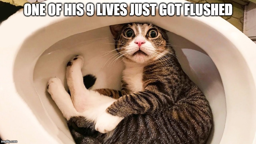 Flushed Away | ONE OF HIS 9 LIVES JUST GOT FLUSHED | image tagged in funny cats | made w/ Imgflip meme maker