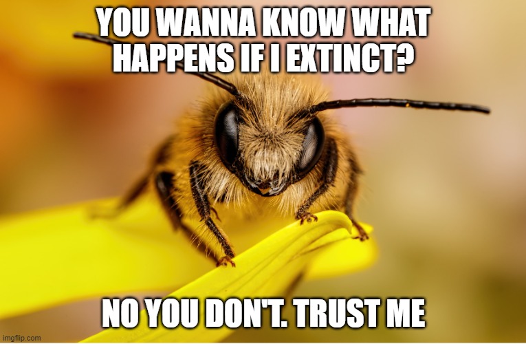 bees | YOU WANNA KNOW WHAT HAPPENS IF I EXTINCT? NO YOU DON'T. TRUST ME | image tagged in bees,funny memes,pollinator,beekeeper,savebees | made w/ Imgflip meme maker