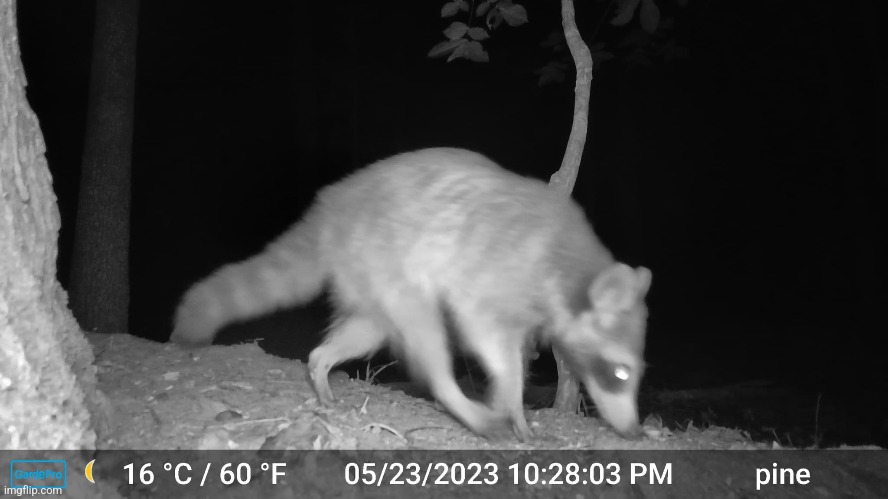 Little raccon I saw on a backyard camera | image tagged in photo | made w/ Imgflip meme maker