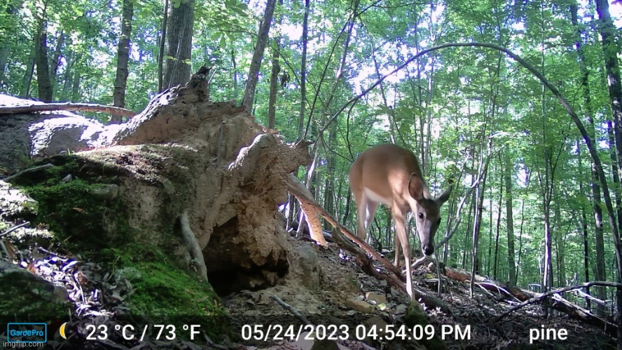 Deer caught on camera | image tagged in photo | made w/ Imgflip meme maker