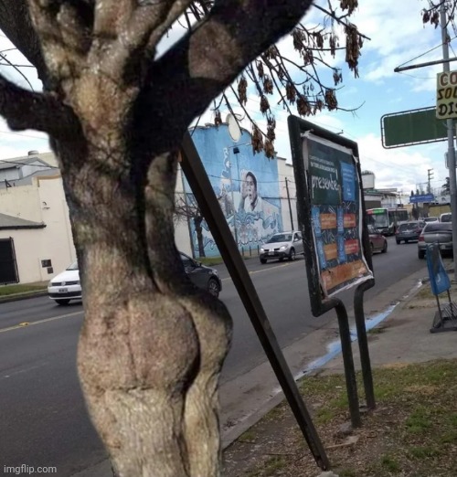 Yassified tree | made w/ Imgflip meme maker