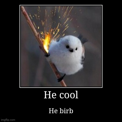 Bird | He cool | He birb | image tagged in funny,demotivationals,birb | made w/ Imgflip demotivational maker