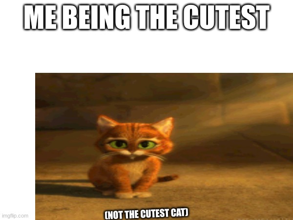 The baddies | ME BEING THE CUTEST; (NOT THE CUTEST CAT) | image tagged in cuteness | made w/ Imgflip meme maker